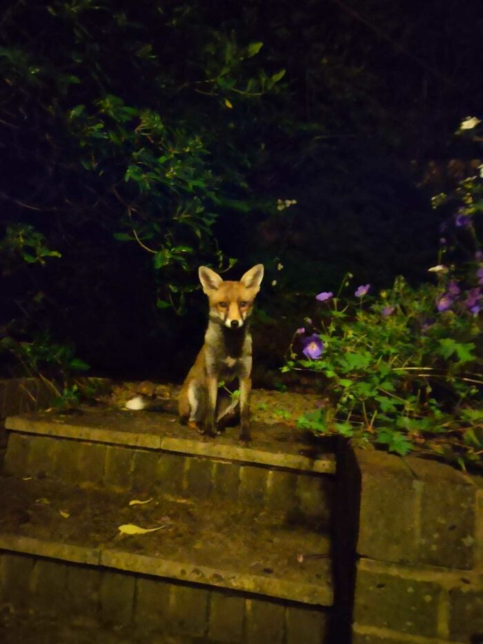 Lleva 2 semanas viniendo a visitarme todas las noches