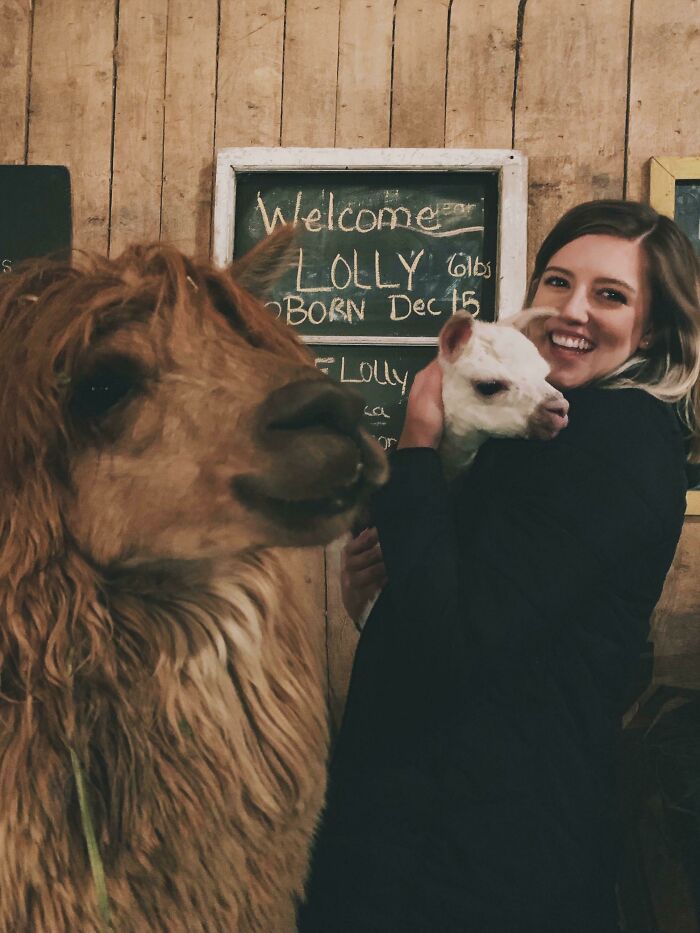I Met A Baby Alpaca Today And Got Photobombed By A Proud Mama