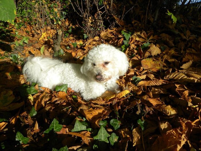 My Doggo Found A Cosy Spot In The Sun