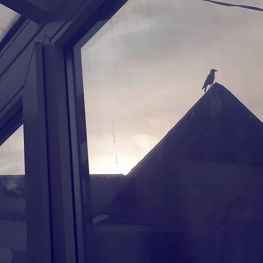 Crows Are Cool, And If You Don't Agree, Fight Me