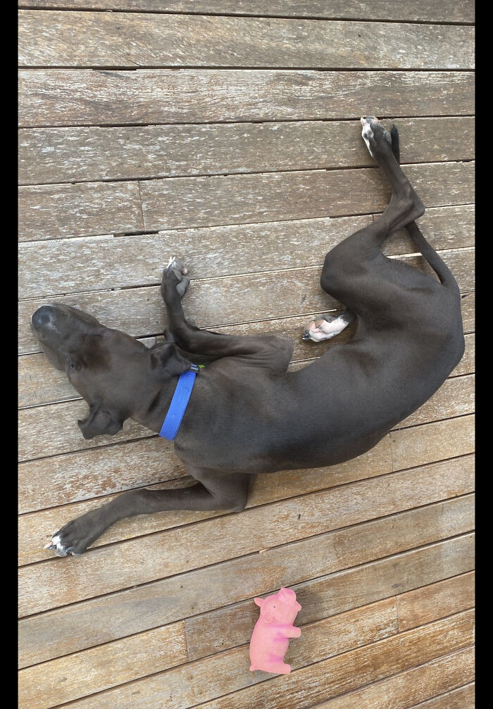 In Need Of A Nap After Twenty Minutes Of Play!