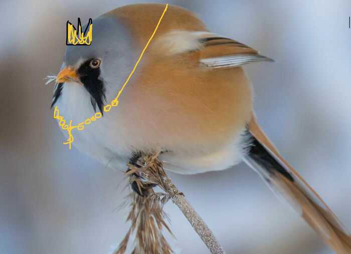 All Hail King Borb!