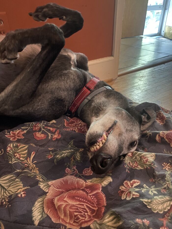 My 11 Year Old Greyhound, Zeke Showing Off His Newly Polished “Teefies “