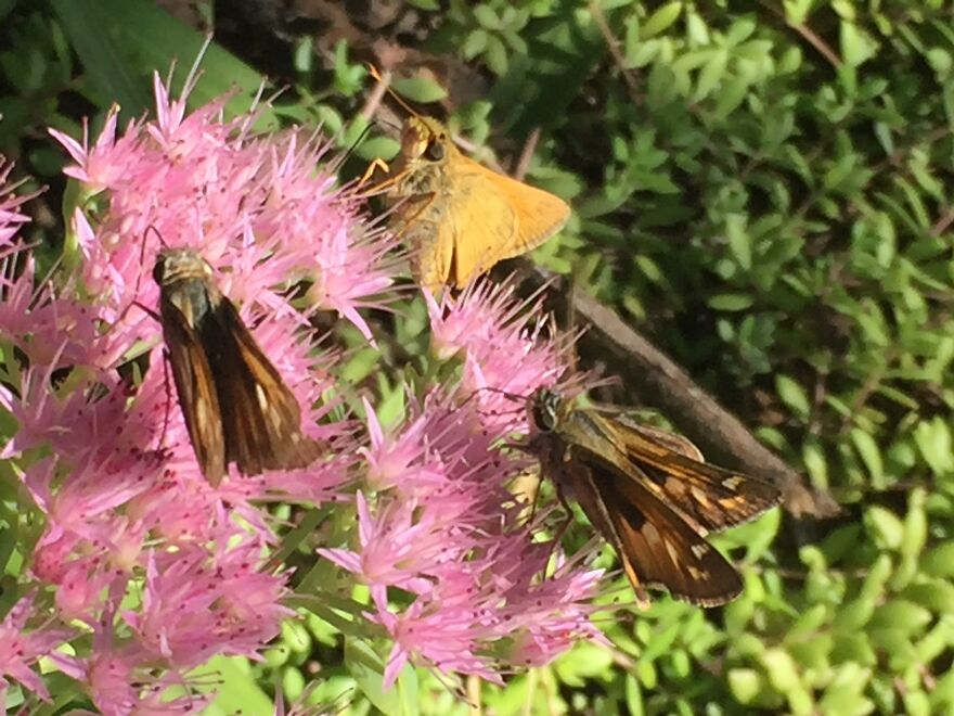 32 Ish Photos I Took Of Stuff In My Backyard This Afternoon