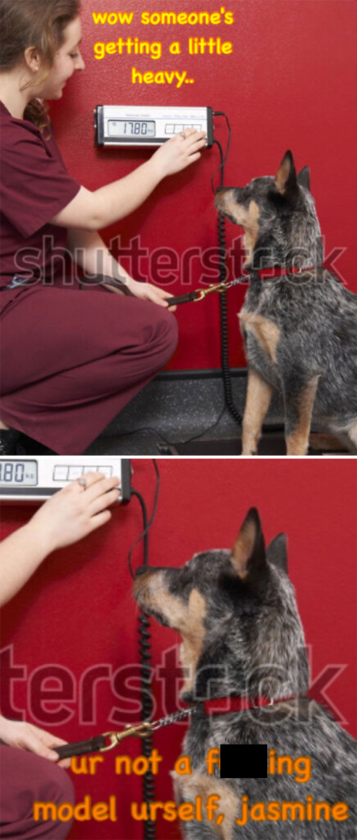 Woman weighing dog with humorous dad joke text overlay in stock photo.
