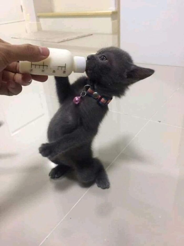 This Facebook Page Is All About Animal Images That Need To Be Seen (50 New Pics)