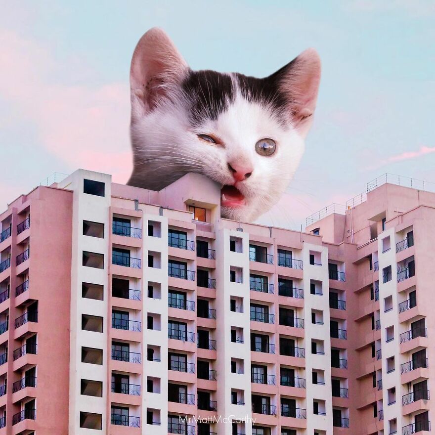 Artist Shows What It Would Be Like If The World Were Inhabited By Giant Cats (92 New Pics)