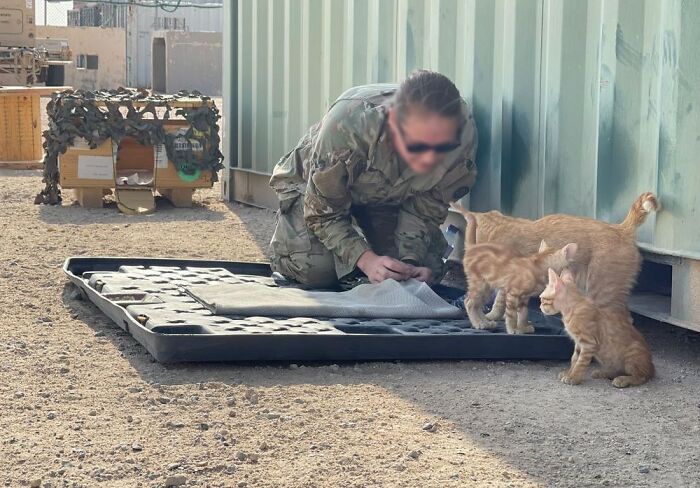 Sergeant Whiskers: A Cat With Two Kittens That Comforted Soldiers While They Were On Tour Sergeant Whiskers: A Cat With Two Kittens That Comforted Soldiers While They Were On Tour