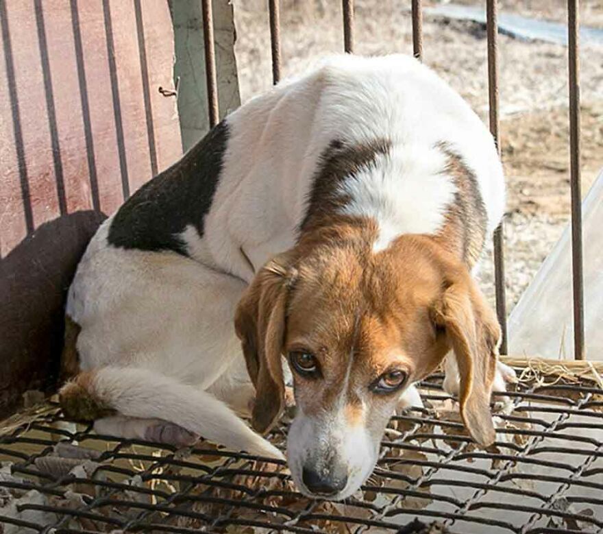 Dogs Experience Care And Love For The First Time After Being Saved From A Meat Farm
