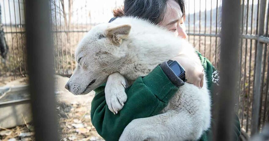 Dogs Experience Care And Love For The First Time After Being Saved From A Meat Farm