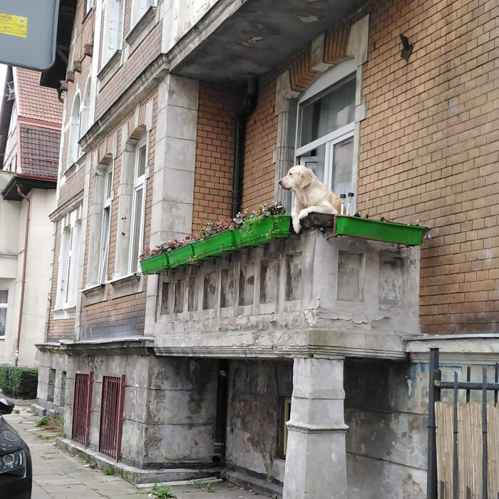 Golden Retriever Hanging Out On Its Balcony Became The Most Popular Tourist Attraction In Gdansk