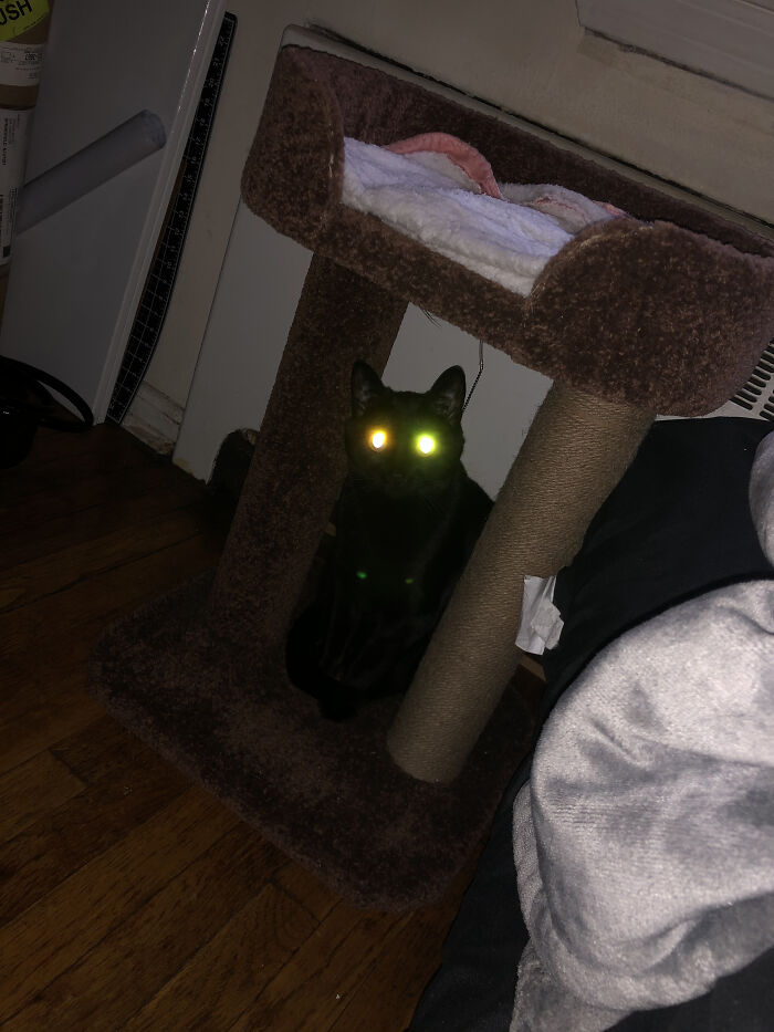 Pretty Sure He’s Plotting My Demise