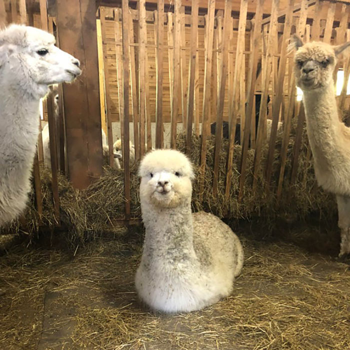 Alpaca Loaf