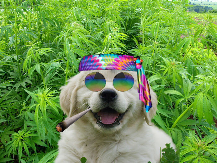 He Looks Even Happier Now!