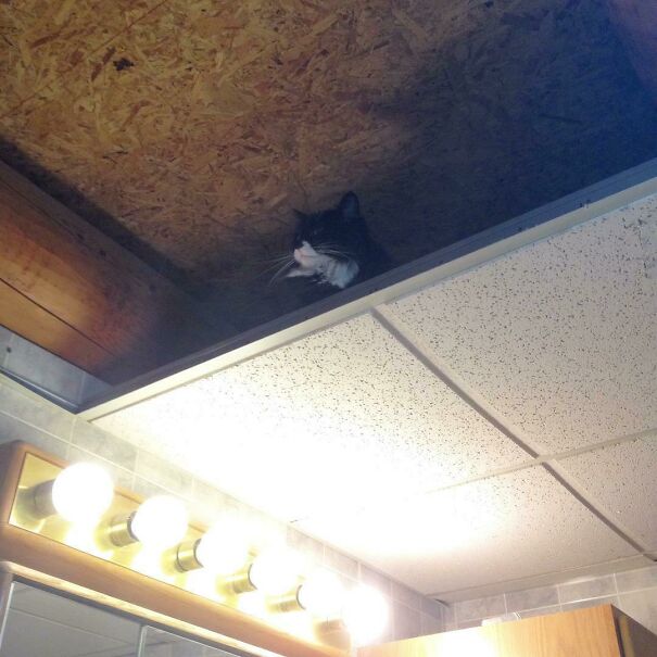 I Got Out Of The Shower And Guess Who Was In The Ceiling