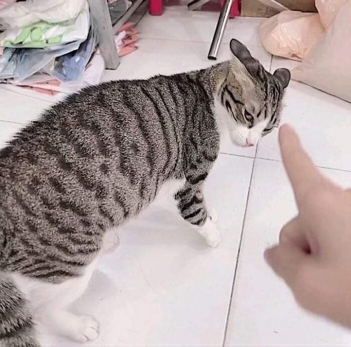 Important-Animals-Funny-Images