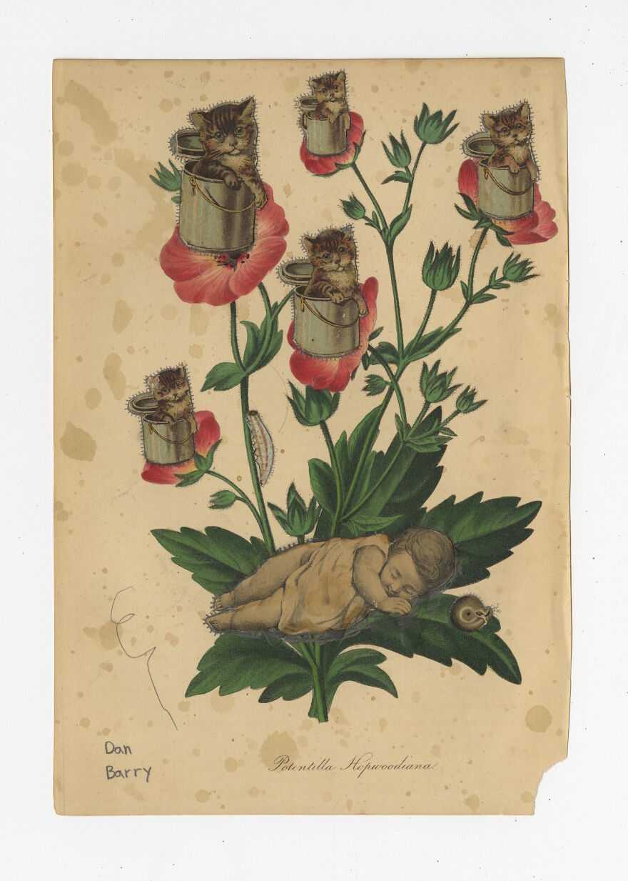 Potentilla Hopwoodiana, 2021