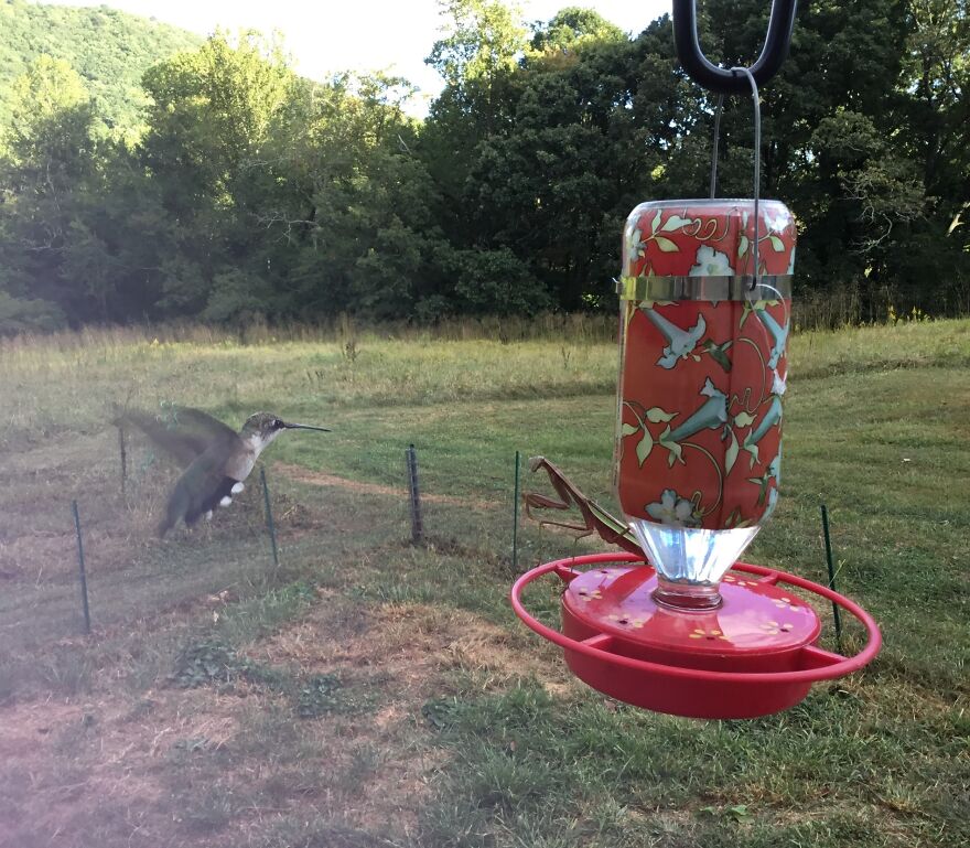 Fight Of The Titans. Mantises Have Been Known To Kill Hummingbirds, But This One Got Away.