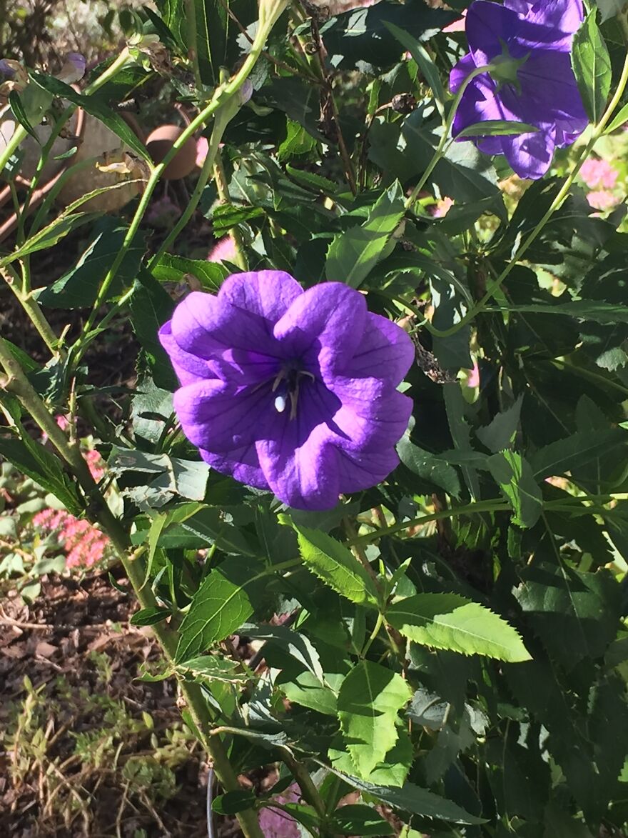 32 Ish Photos I Took Of Stuff In My Backyard This Afternoon