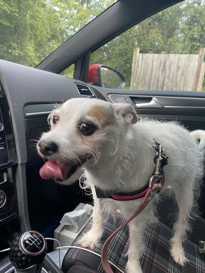 Gidget After Our Hike