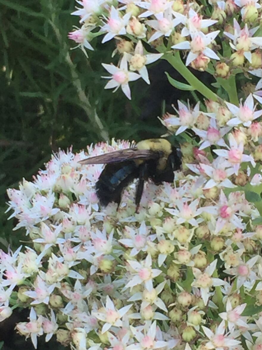 32 Ish Photos I Took Of Stuff In My Backyard This Afternoon