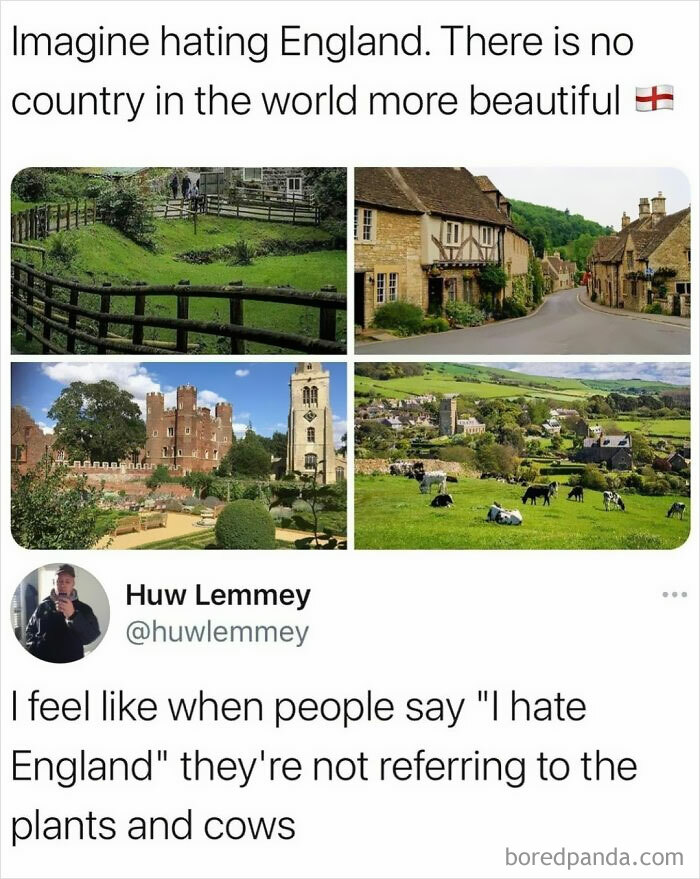 Those Cows Are Beautiful