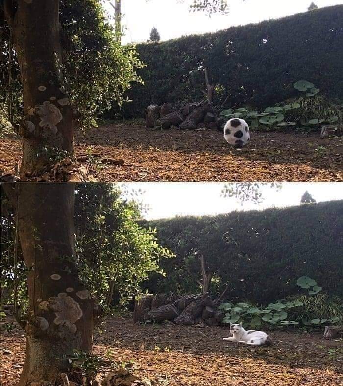 This Facebook Page Is All About Animal Images That Need To Be Seen (50 New Pics)