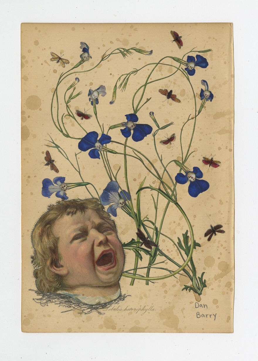 Lobelia Heterophylla, 2021