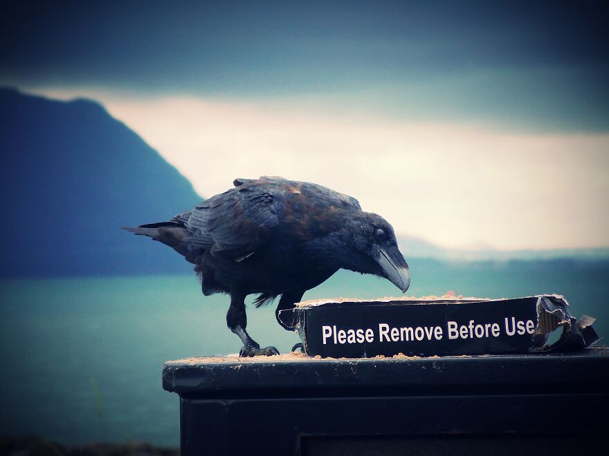 Closest Ive Ever Been To A Baby Raven, He Was Very Friendly!