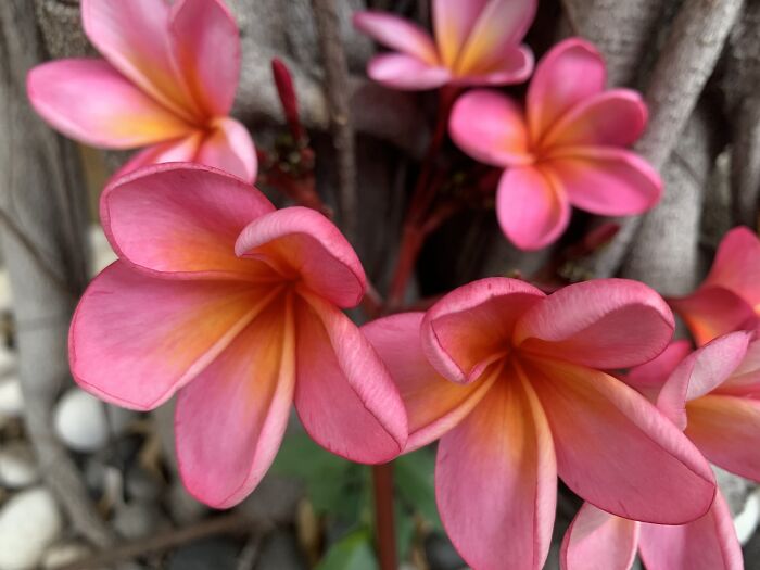 Frangipanis In My Garden