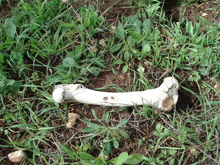 A weathered bone lying on soil surrounded by green grass and small plants, symbolizing not-so-fun facts.