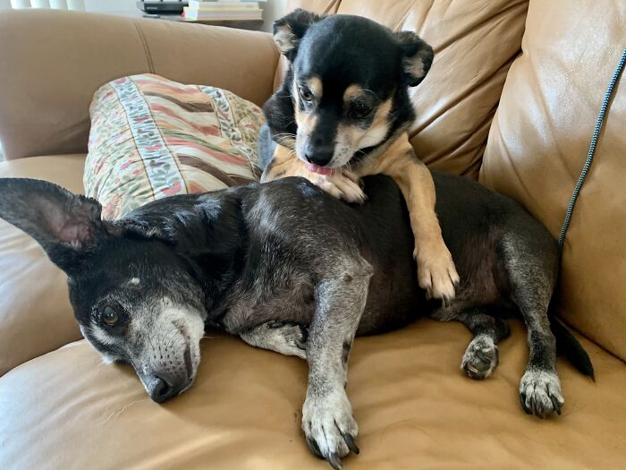 Milo (Black) Is Almost 13 And Buster Is 11yo.