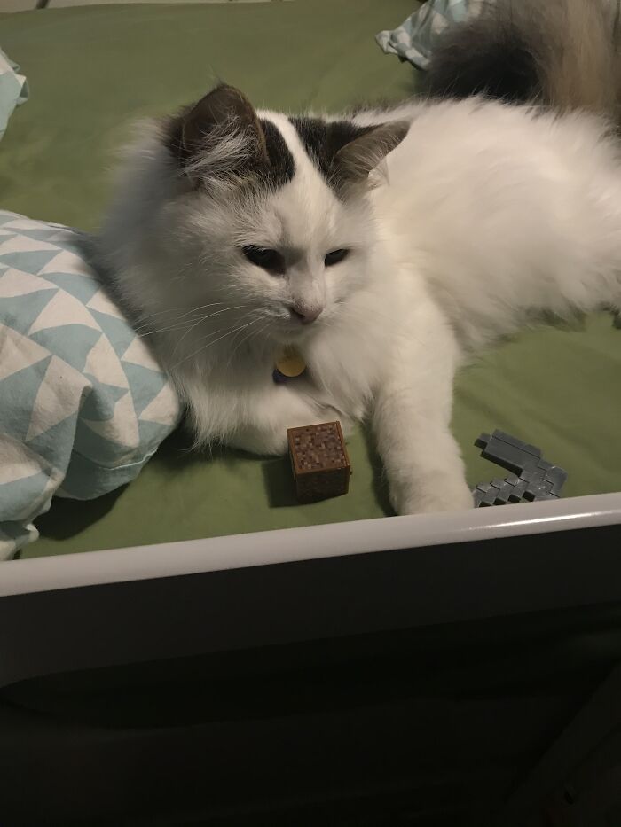 My Minecraft Cat