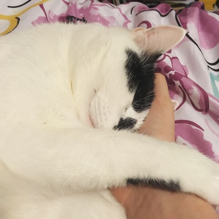 2018 Was A Nice Year For Percy.