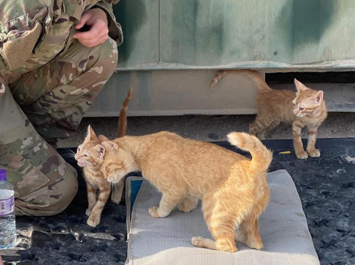 Sergeant Whiskers: A Cat With Two Kittens That Comforted Soldiers While They Were On Tour Sergeant Whiskers: A Cat With Two Kittens That Comforted Soldiers While They Were On Tour