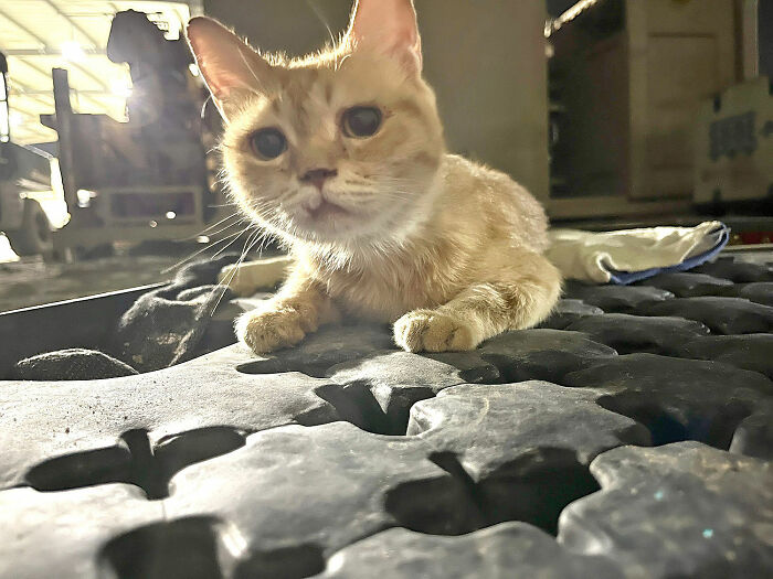 Sergeant Whiskers: A Cat With Two Kittens That Comforted Soldiers While They Were On Tour Sergeant Whiskers: A Cat With Two Kittens That Comforted Soldiers While They Were On Tour