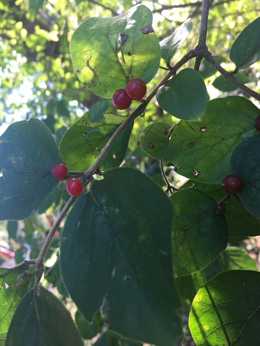 32 Ish Photos I Took Of Stuff In My Backyard This Afternoon