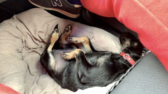 Limba And Her Sweet Dream In The First Long Trip.