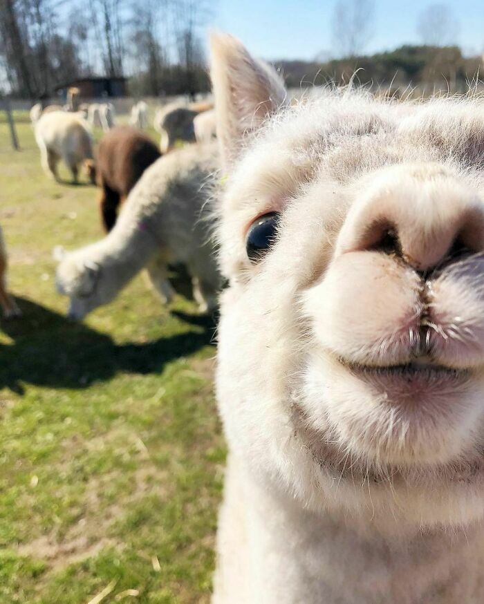Alpaca Selfie