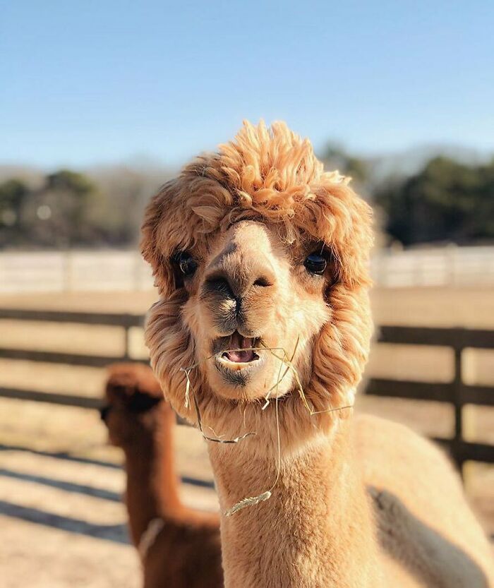 Our Faces When People Say They Still Have Not Seen Tiger King