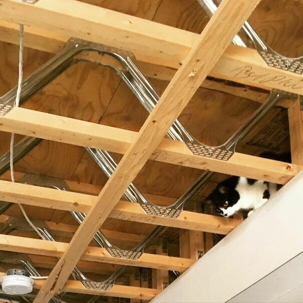 Quarantine Day 8: Anxiety Has Reached A Whole New Level As The Cat Discovers Previously Unexplored Heights