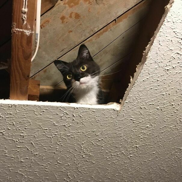 Bmo Got In The Ceiling