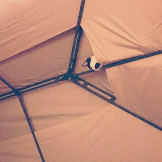 Throwback To When I Discovered I Owned A Ceiling Cat. She Used To Love Poking Her Head Through And Watching Us On Top Of The Gazebo