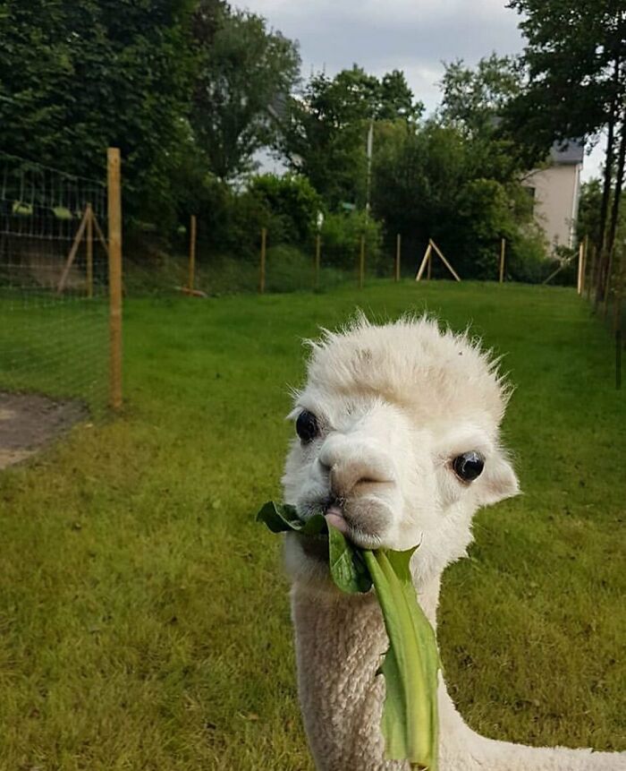 A Thanksgiving Alpaca Selfie⁠⠀⁠