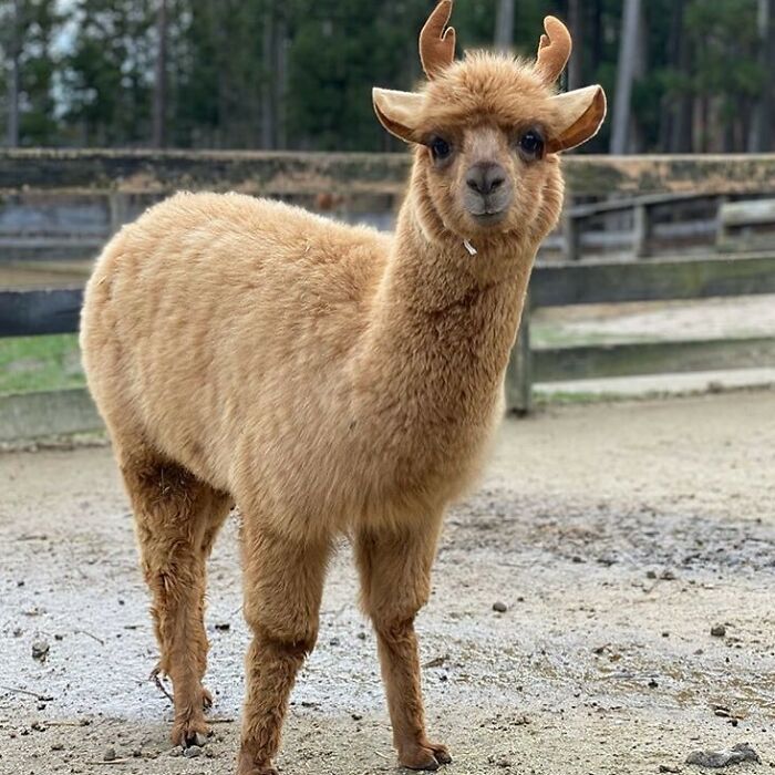 Santa’s 10th Reindeer