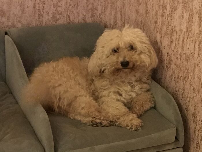 This Is My Little Darling Honey . She Is 13 Years Old Although She Certainly Doesn’t Act Or Care For That Matter . She Especially Loves To Steal Chocolate Buttons And Strawberry Milkshake