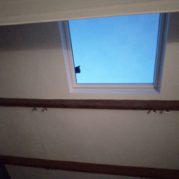 I Heard A Meow From The Ceiling