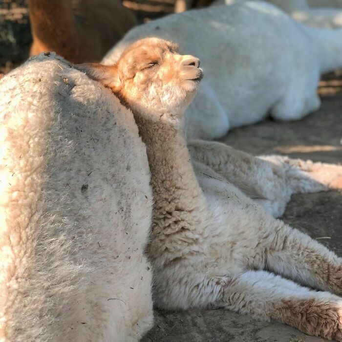 Relaxing After Being Cute All Day