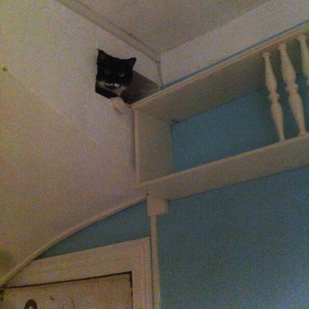 Ceiling Cat