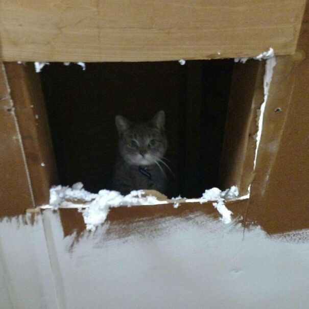 Pepper Found A Hole In The Ceiling In The Garage